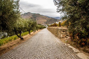 Preety Vinyard 'dan Güzel Manzara