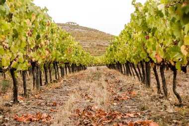 Vinyard 'ın iç sırasından bir bakış