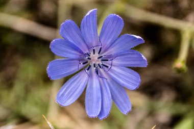 Bir Çok Preety Mavi Çiçek