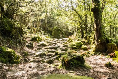 İnanılmaz büyülü orman yolu.