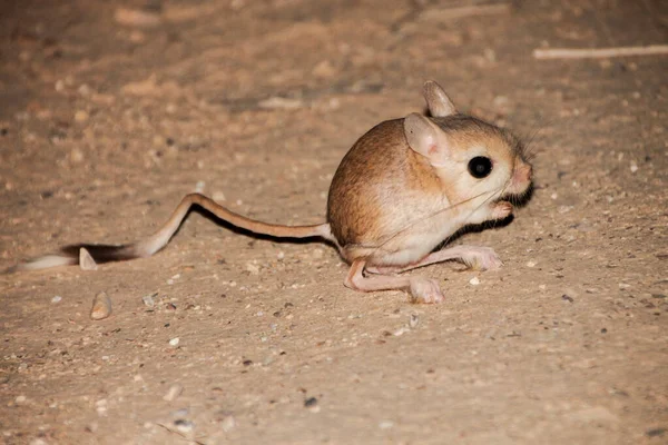 Schattig klein jerboah in de woestijn — Stockfoto