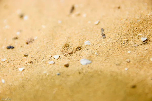 Oczy żmii w piasku — Zdjęcie stockowe