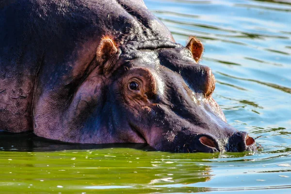 Retrato de hipopótamo en un pantano — Foto de Stock