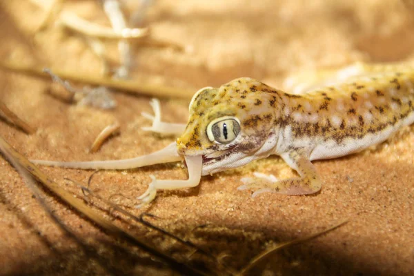 Cannibalisme gecko dans le désert — Photo