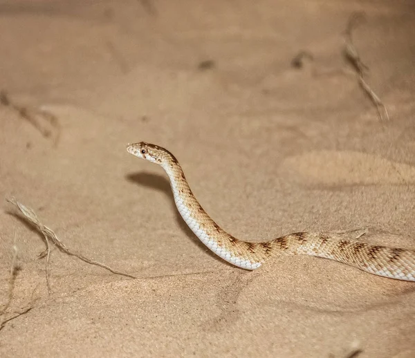 Serpent de sable en action de la sune — Photo