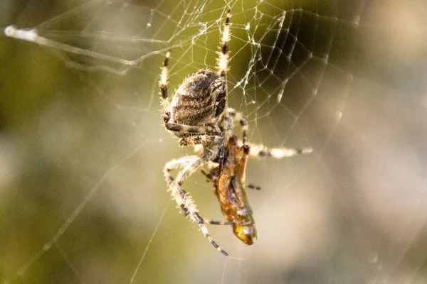 Spider with its pray close up — Stock Photo, Image