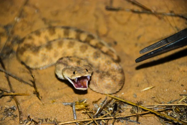 sand viper show hes teeth