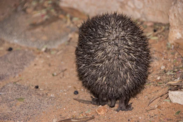 Niedlicher Igel kommt an mir vorbei — Stockfoto