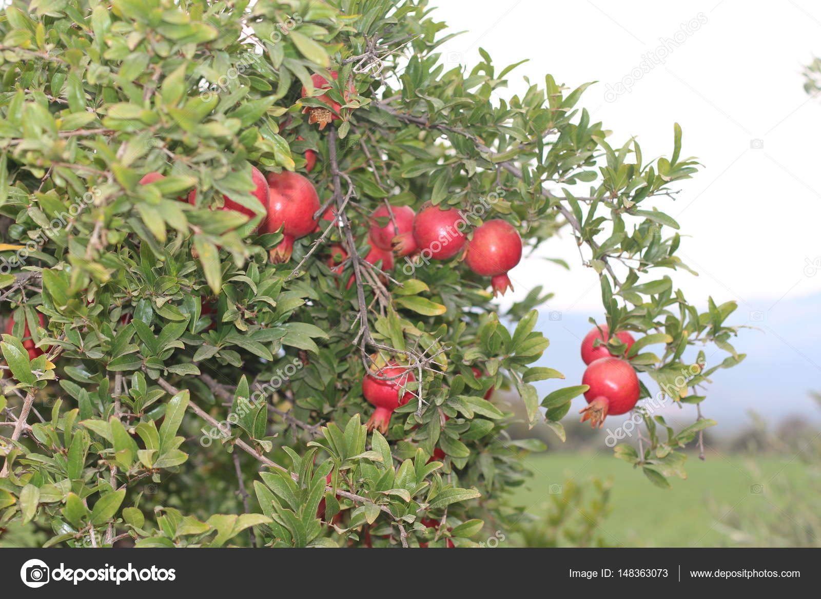 Download Pomegranate tree, tree branch, red pomegranates — Stock ...