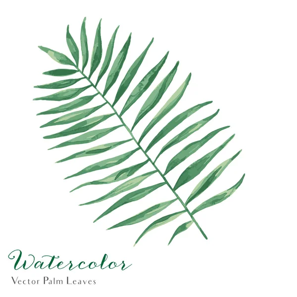 Акварель пальмовим листям — стоковий вектор