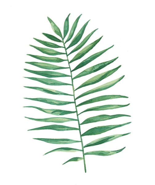 Akvarelu Tropical Palm Frond listy malba — Stock fotografie