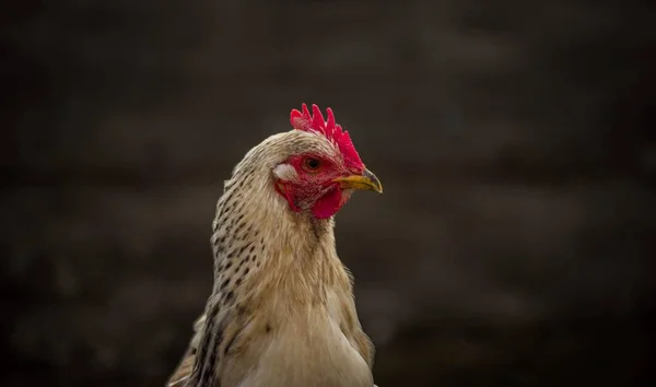 Деревенская Курица Гуляет Важным Гаитом Дворе — стоковое фото