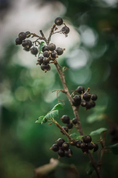 Currant Fruit Warm Summer Garden Warm Summer Day — Stock Photo, Image