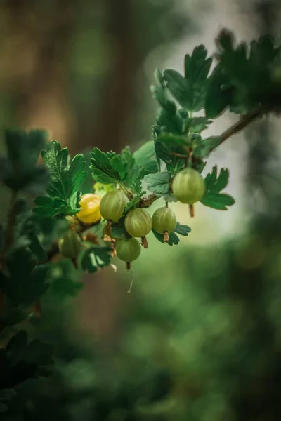 Gooseberry Fruit Warm Summer Garden Warm Summer Day — Stock Photo, Image