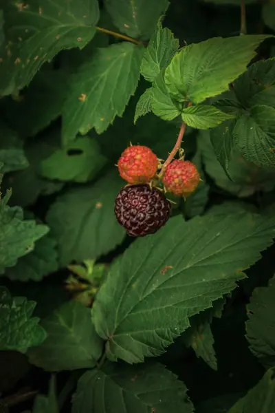 Raspberry Fruit Warm Summer Garden Warm Summer Day — Stock Photo, Image