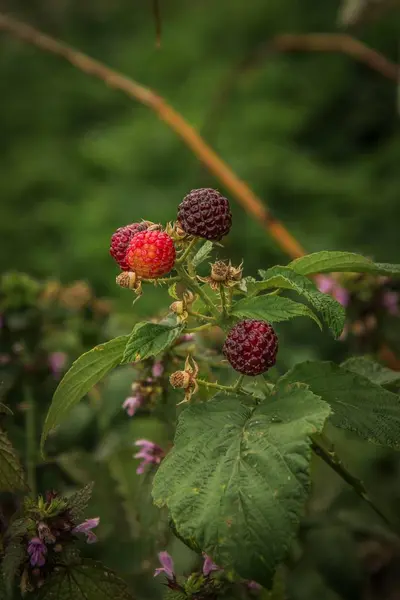Raspberry Fruit Warm Summer Garden Warm Summer Day — Stock Photo, Image