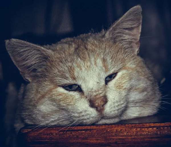 Красивые Рыжие Домашняя Кошка Ленивая Русских Селах — стоковое фото