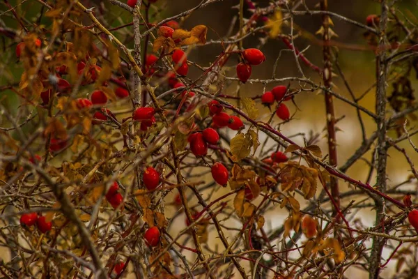 Rosehip Fruits Winter Forest Russia — Stock Photo, Image