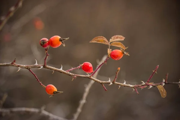 Rosehip Fruits Winter Forest Russia — Stock Photo, Image