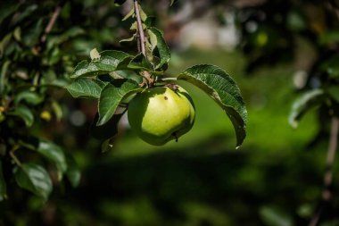 Elma ağacının dallarında asılı yeşil bir elma meyvesi..