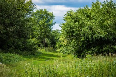 Rus kırsalındaki orman manzaraları. Rusya Federasyonu
