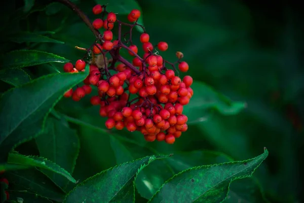 Fruits Elderberry Summer Garden Red Fruit — Stock Photo, Image