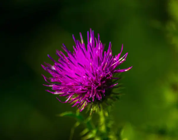 Estate Fiori Selvatici Piante Federazione Russa — Foto Stock