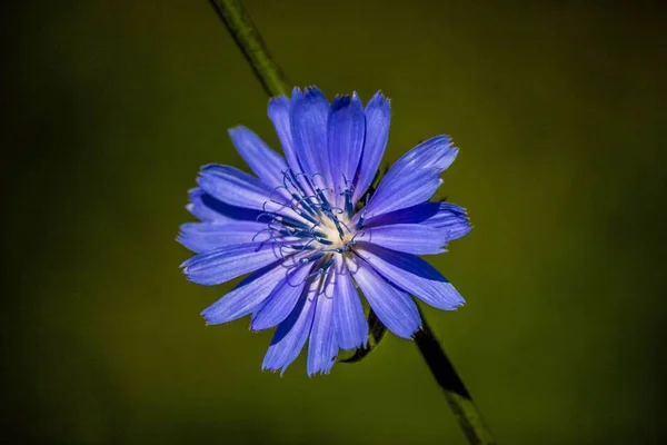 Fleurs Plantes Sauvages Été Fédération Russie Bleu — Photo