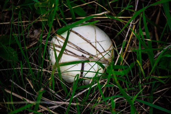 Ein Weißer Pilz Ist Auf Dem Grünen Gras Auf Dem — Stockfoto