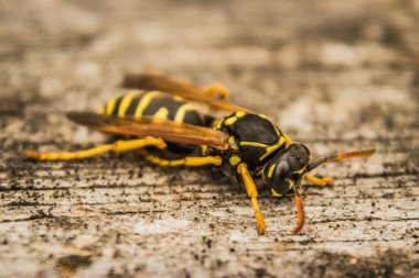 Bir eşek arısının yakın planda yürürken makro fotoğrafı..