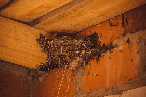 swallows built a nest right on the construction site.