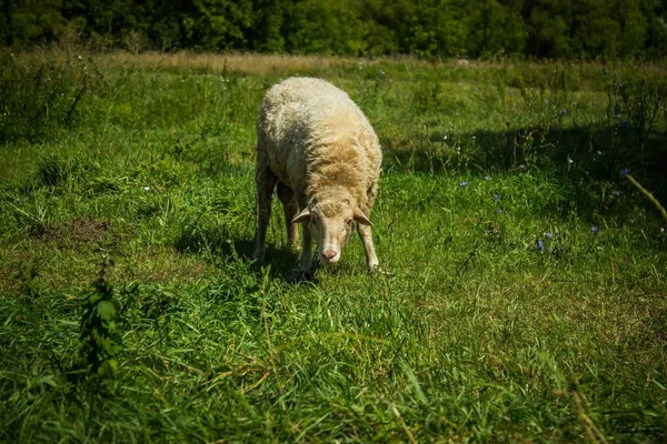 Pecore Villaggio Pascolo Prato Verde Una Giornata Estiva Soleggiata — Foto Stock