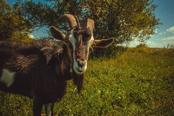 Ziegen Dorf — Stockfoto