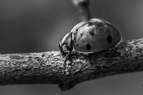 Makrofoto Insekt Marienkäfer Der Auf Einem Zweig Krabbelt — Stockfoto