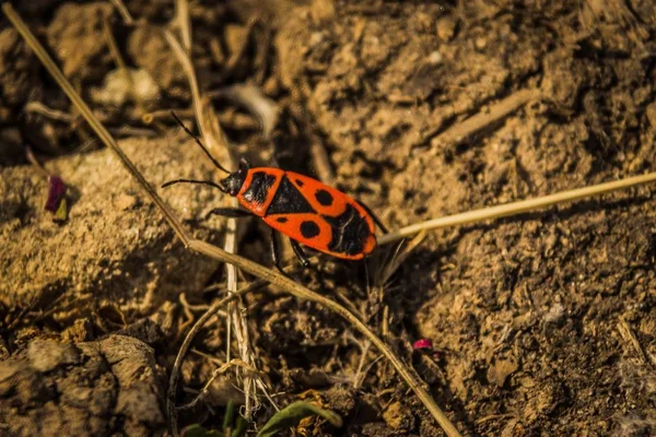 Foto Macro Inseto Soldado Vermelho — Fotografia de Stock