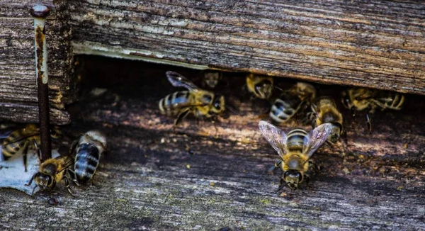 Macro Bijen Die Een Oude Korf Leven — Stockfoto