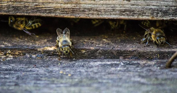 Makro Pszczoły Żyjące Starym Ulu — Zdjęcie stockowe