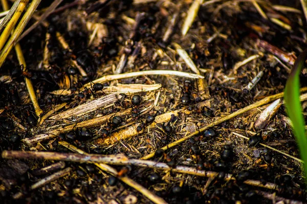 Muchas Hormigas Negras Mueven Alrededor Del Hormiguero — Foto de Stock