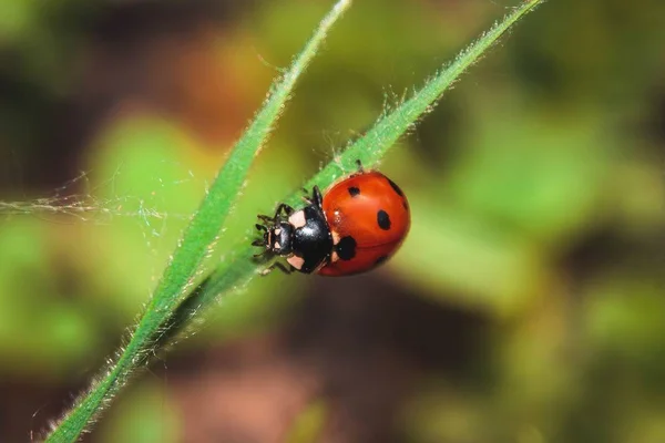 Foto Macro Inseto Joaninha Rastejando Galho — Fotografia de Stock