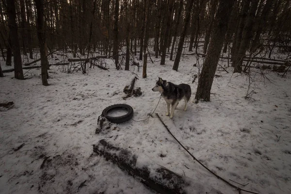 Safado Cão Raça Siberiano Husky Para Passeio Floresta — Fotografia de Stock