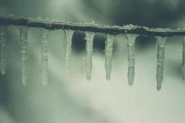 Ağaçların ve çalıların üzerinde donmuş buz saçakları..