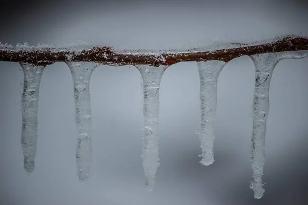 Ağaçların Çalıların Üzerinde Donmuş Buz Saçakları — Stok fotoğraf