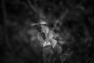 Genç bir ağacın yaprakları. Rusya 'da doğa.