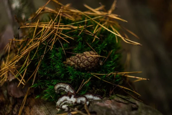 Cone Pinho Está Musgo Entre Agulhas Uma Floresta Pinheiros — Fotografia de Stock