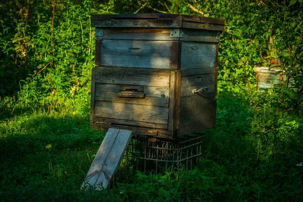 Pszczołami Stoi Letnim Zielonym Ogrodzie Wsi — Zdjęcie stockowe