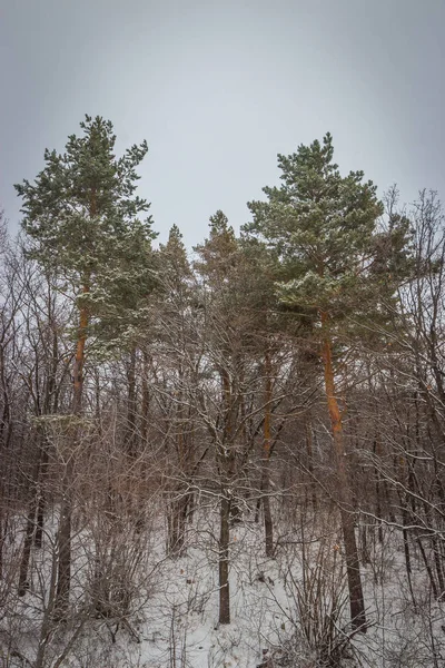 Belas Paisagens Inverno Áreas Rurais Federação Russa — Fotografia de Stock