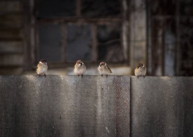 şiddetli Rus serçeleri tahta bir çitte otururlar..