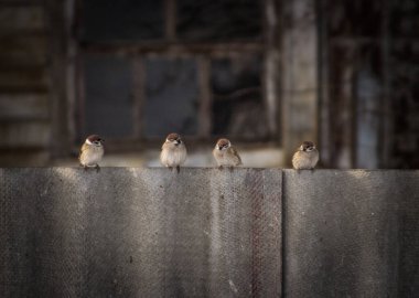 şiddetli Rus serçeleri tahta bir çitte otururlar..