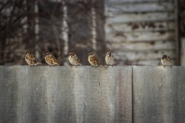 ロシアの厳しい雀がスレートの柵の上に座り — ストック写真