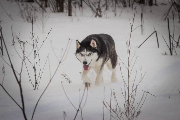 Chien Fille Race Sibérie Husky Maggie Sur Une Promenade — Photo